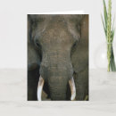 Zoek naar afrikaanse olifant kaarten Dieren