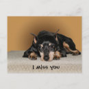 Recherche de pinscher miniature cartes postales Chien