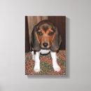 Recherche de chiot de beagle photographie Mignon