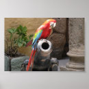 Zoek naar papegaai foto posters Afbeelding