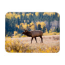Recherche de le colorado magnets Wapiti
