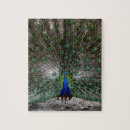 Recherche de paons puzzles Pour elle