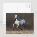 Recherche de gray cartes postales Bob langrish