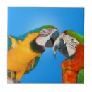 Recherche de d ara carreaux Animaux