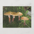 Recherche de champions cartes postales Forêt