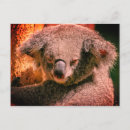 Recherche de koala cartes postales Animal mignon