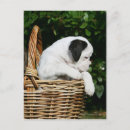 Recherche de chien boxer cartes postales Fleurs