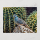 Recherche de pigeon sauvage cartes postales Colombe