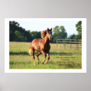Recherche de chevaux galopants posters Cheval