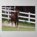 Recherche de race cheval posters Arabe
