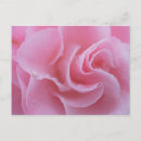 Recherche de camélias cartes postales Rose