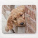 Recherche de pékin tapis souris Chien