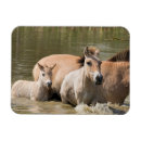 Recherche de juments et poulains magnets Ranch