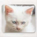Recherche de chaton blanc tapis souris Yeux bleus