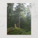 Recherche de golden retriever cartes postales Animal de compagnie