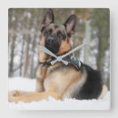 Recherche de berger allemand horloges Animal