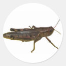 Recherche de grasshopper autocollants Herbe