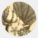 Recherche de algues autocollants Étoile