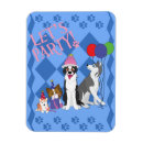 Recherche de chien de border collie magnets Chiens