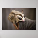 Recherche de sucrerie posters Photographie