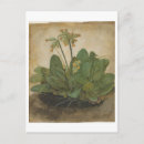 Zoek naar durer albrecht briefkaarten Waterverf