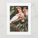 Recherche de parrot cartes postales Bird