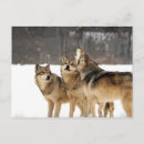 Recherche de photo de loup cartes postales Chien