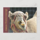 Recherche de camel cartes postales Chameau