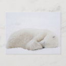 Zoek naar churchill briefkaarten North america