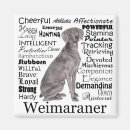 Recherche de weimaraner magnete Dog