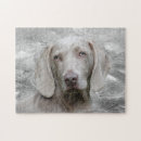 Zoek naar weimaraners puzzels Dier