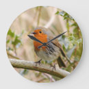 Recherche de oiseaux chanteurs horloges Faune