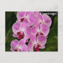 Zoek naar paarse orchidee briefkaarten Plant