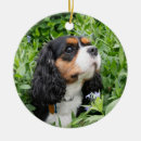 Recherche de cailloux ornements Animal