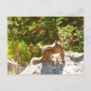 Recherche de tamia cartes postales Mignon