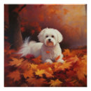 Recherche de maltais posters Dog