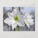 Recherche de amaryllis cartes postales Nature
