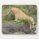 Zoek naar leeuwen muismatten Wilde dieren