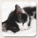 Recherche de pelucheux bar Animal