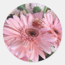 Recherche de gerberas autocollants Photographie