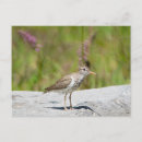 Recherche de bécasseaux cartes postales Faune