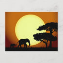 Zoek naar safari briefkaarten Olifant