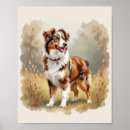 Recherche de chien de berger posters Aussie