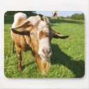 Zoek naar geiten muismatten Platteland