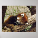 Recherche de panda rouge art Photographie