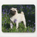 Recherche de jacinthe tapis souris Plomb et pam langrish