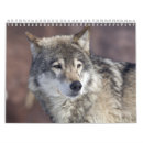 Recherche de loups calendriers Chien