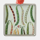 Recherche de haricots ornements Légume