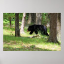 Recherche de ours noirs posters Mammifères