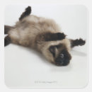 Recherche de allongé autocollants Photographie